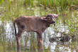 Baby Cow standing in water