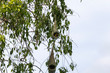 Weaver bird 1 - Yala National Park