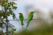 Yala National Park birds