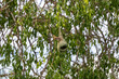 Weaver bird 2 - Yala National Park
