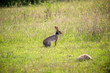 Yala National Park Rabbit