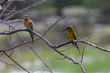 Yala National Park Birds