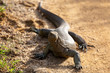 Sri Lanka Yala Nationalpark lizard