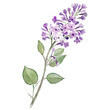 Flieder Lilac Blume violett lila Aquarell