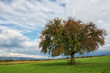 © Elke - Baum,Früchte,Landschaft,Birnbaum,Himmel