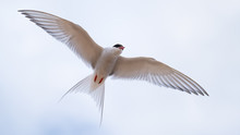 Arctic Tern Flying Close Showing His Wings And Plumage