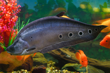 Wall Mural - Fish. Knifefish. Big fish knife-read ocular swims in aquarium