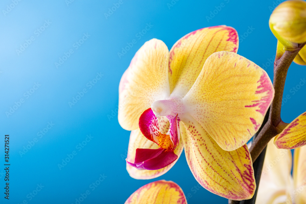 Most commonly grown house plants. Close up of orchid flower yellow bloom over blue background. Phalaenopsis orchid. Botany concept with copy space. - obrazy, fototapety, plakaty 