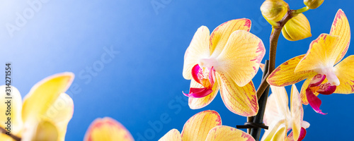 Dekoracja na wymiar  najczesciej-uprawiane-rosliny-domowe-zamknij-sie-kwiat-orchidei-zolty-kwiat-na-niebieskim-tle