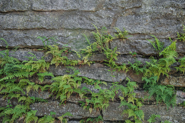 Wall Mural - Old ancient stone wall texture with fern plants