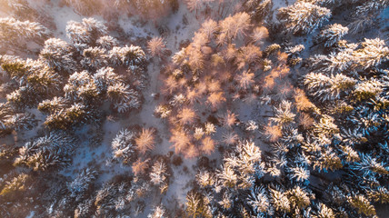 Sticker - Beautiful Sunlight in Winter Wonderland. Trees Covered in Snow. Top Down View