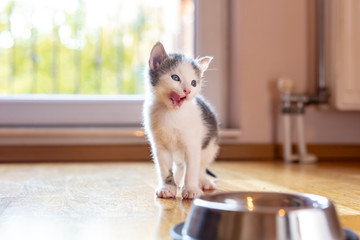 Wall Mural - Kitten feeding