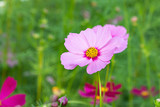 Fototapeta Kosmos - pink cosmos flower, yellow pollen in the garden.