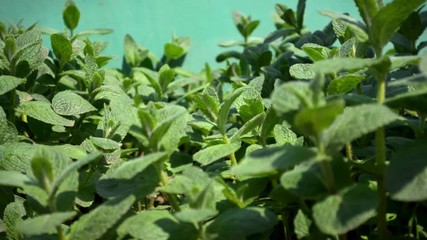Wall Mural - Bush of melissa or mint grows on the ground in the garden, the leaves sway from the wind in the sun