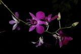Fototapeta Storczyk - Purple orchids that are blooming at night