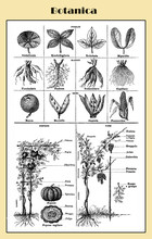 Botany, Illustrated  Italian Lexicon Table With Plant Morphology, Structure And Root System 