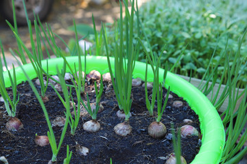 Wall Mural - Closeup of green onion plant growing in reused plastic basket in backyard garden.