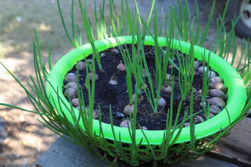 Wall Mural - Closeup of green onion plant growing in reused plastic basket in backyard garden.