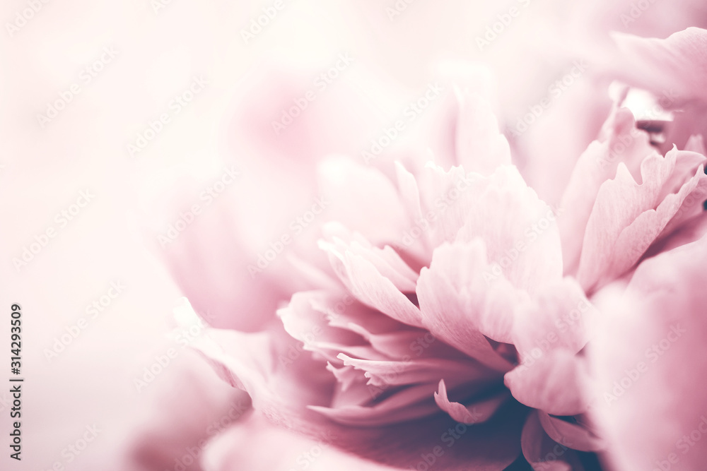 Closeup of pink peony flower, delicate background, soft focus. - obrazy, fototapety, plakaty 