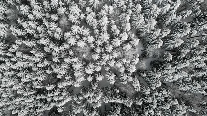 Poster - Aerial Top Down Drone Flight over Snow Covered Pine Trees in Woodland at Winter. 4K Aerial Footage.