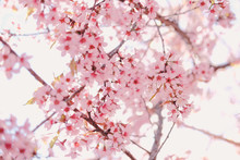 Wild Himalayan Sakura Cherry Blossom Flower. Blooming Pink Flora Tree