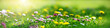 Leinwandbild Motiv Meadow with lots of white and pink spring daisy flowers and yellow dandelions in sunny day