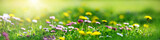 Fototapeta Natura - Meadow with lots of white and pink spring daisy flowers and yellow dandelions in sunny day