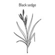 Black sedge carex nigra , medicinal plant