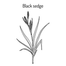 Black Sedge Carex Nigra , Medicinal Plant