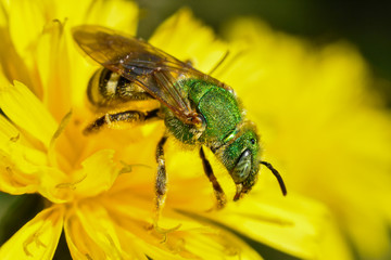 Agapostemon Virescens