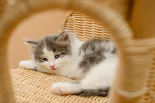 Little Cute Gray Kitten Lies On A Wooden Chair