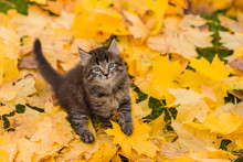 Cute Brown Kitten Sitting Playing With Orange And Yellow Maple Leaves On Green Grass In Autumn