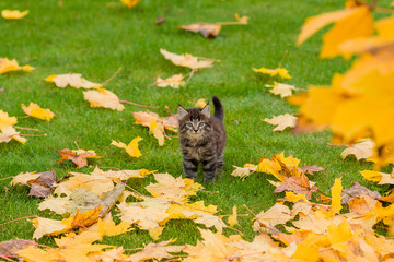 cute brown kitten sitting playing with orange and yellow maple leaves on green grass in autumn