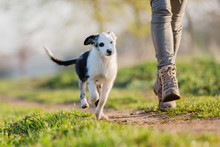 Mixed Breed Puppy Runs With A Person On A Field Path
