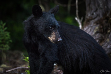 young black bear