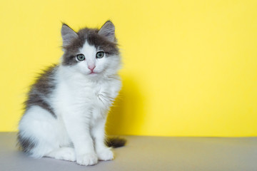 cute gray kitten on a yellow isolated background, place for text