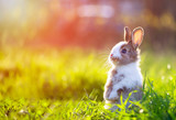 Fototapeta Zwierzęta - Cute little bunny in grass with ears up looking away