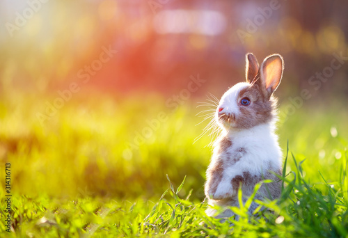 Fotografía Cute little bunny in grass with ears up looking away