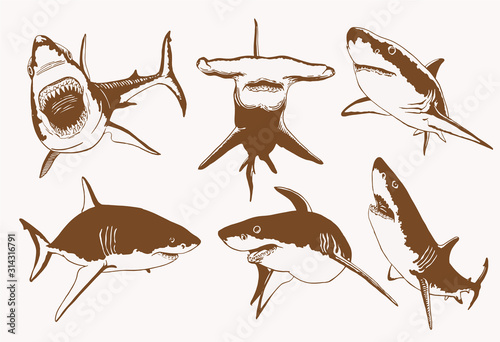 Graphical vintage sketch of sharks slices , vector illustration Wallpaper Mural