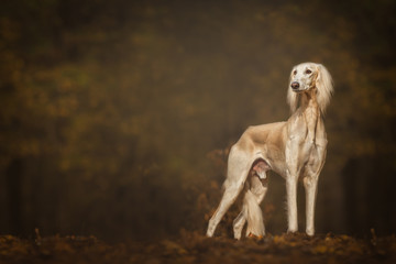 Wall Mural - Cream saluki dog photography 