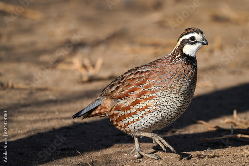 Fotografía Northern Bobwhite Quail Rooster