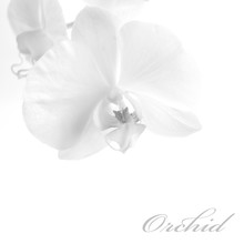 White Orchid Closeup On A White. Minimal Black-and-white Photo