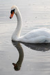 White swan portrait with lake reflection in water