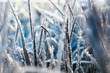 © nataba - beautiful natural background with grass covered with shiny frosty ice crystals and frost in a Sunny cold morning