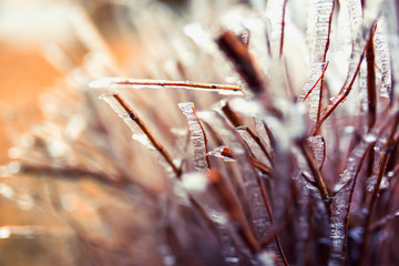 Wall Mural -  beautiful natural background with shrub branches covered with shiny ice crystals Sunny fresh morning