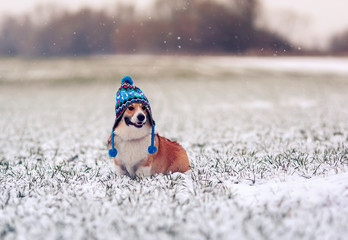 Wall Mural - cute puppy dog Corgi sits on the field with green grass on a winter day in a funny knitted hat during a snowfall and smiling happily