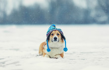 Portrait Of A Cute Red Corgi Dog Lying On A White Ground In The Winter Day In A Funny Knitted Hat During A Heavy Snowfall