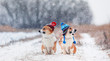 two cute identical brother puppy red dog Corgi they sit next to each other in the Park on a walk on a winter day in funny warm knitted hats during a heavy snowfall and look in different directions