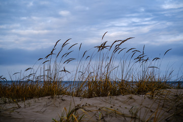 Wall Mural - empty sea beach in autumn with some bushes and dry grass