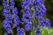 Aconitum Napellus, known as, monk`s-hood, is a species of flowering plant in the genus Aconitum of the family Ranunculaceae.